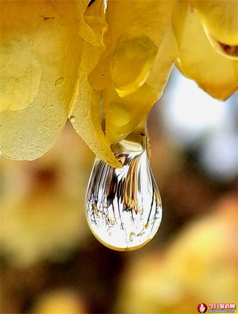 雨露梅花6 (1).jpg