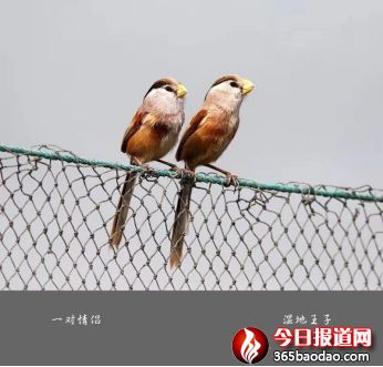 濕地王子——天津?yàn)I海北大港濕地里的守望者202_副本.jpg