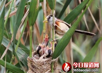 濕地王子——天津?yàn)I海北大港濕地里的守望者545_副本.jpg